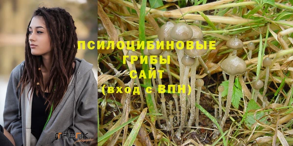 прущие грибы Дмитриев